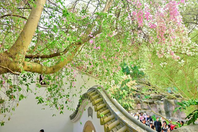 深圳園博園的簕杜鵑瀑布盛宴