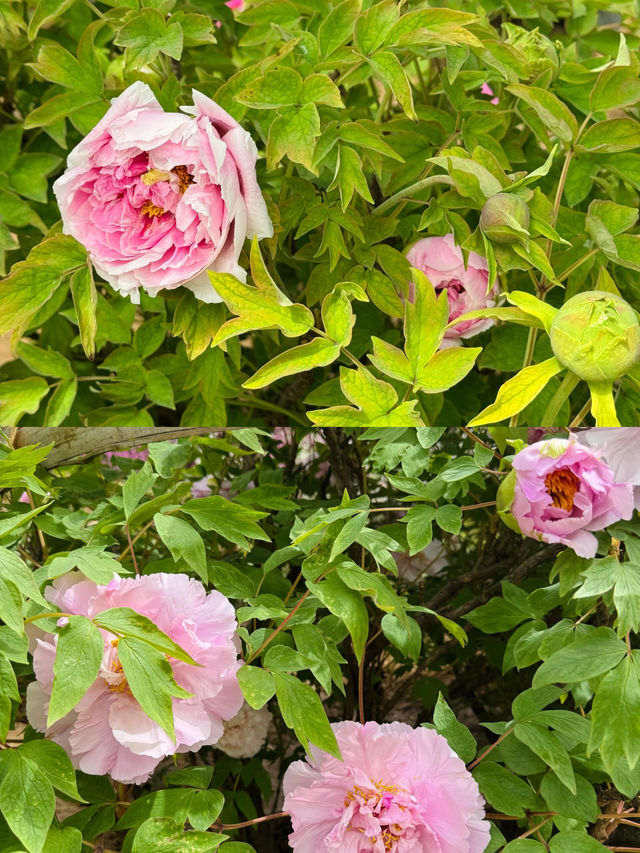 洛陽牡丹花卉節賞花攻略來啦