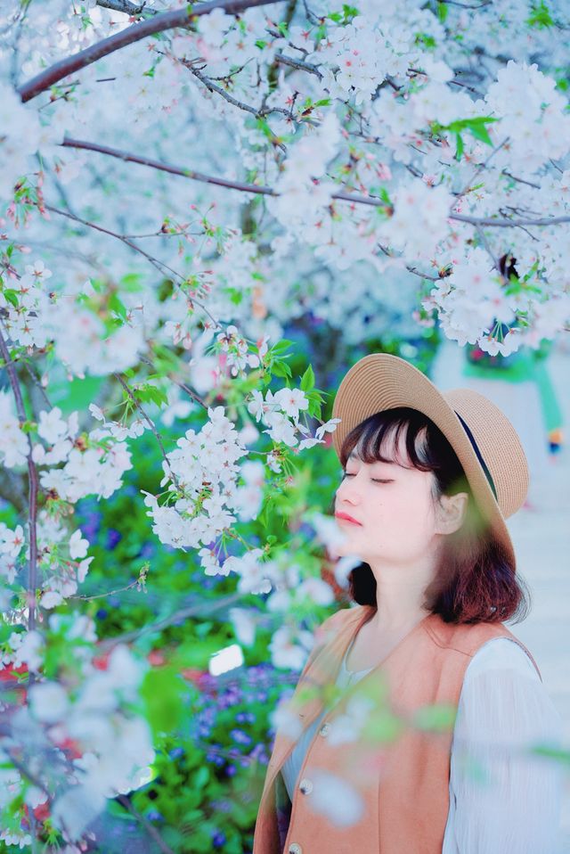 漫花莊園白櫻花，春日限定的純白夢境
