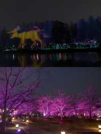 上海顧村賞夜櫻