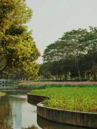 深圳中心公園：都市綠色心臟