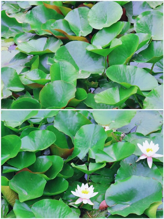 吉林賞荷花 | 3月，‌淨月潭國家森林公園的荷花來場約會