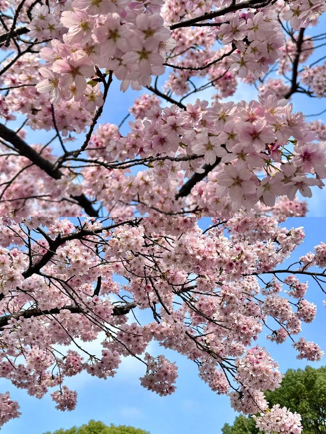 2025上海共青森林公園保姆級攻略