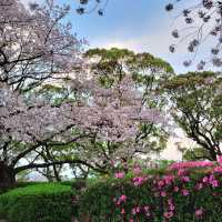 🌸福岡遊之舞鶴公園賞櫻🌸 