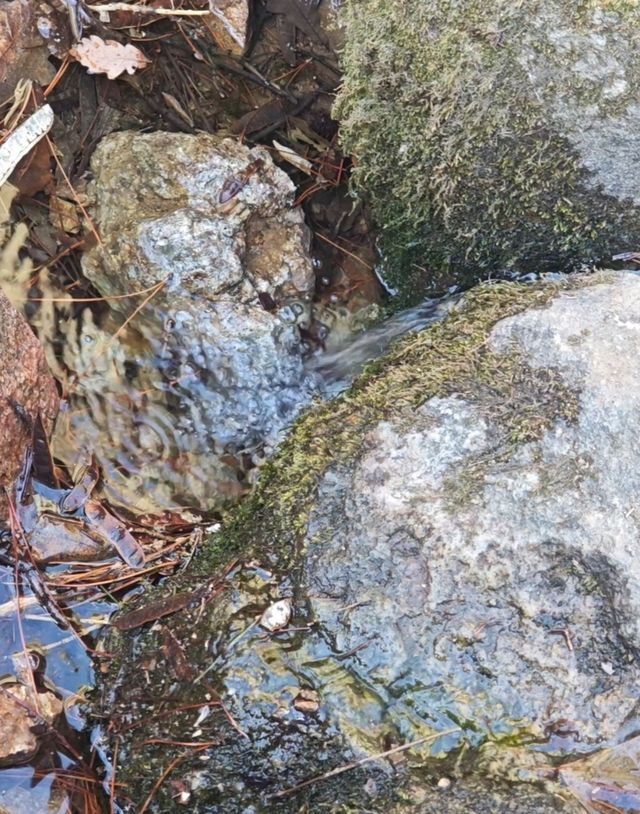 四月芳菲醉魯山，探秘淄博春日嘅綠野仙蹤