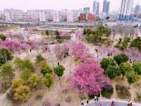 鄭州｜西流湖公園｜春日限定｜梅櫻共舞的浪漫奇遇