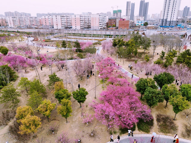 鄭州｜西流湖公園｜春日限定｜梅櫻共舞的浪漫奇遇