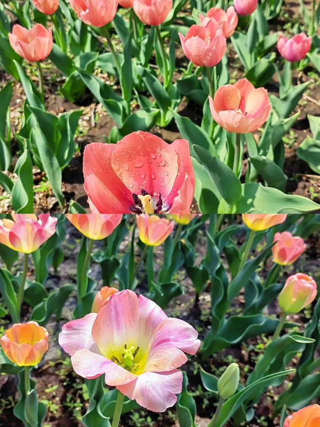 國家植物公園：一場與自然的深度對話