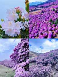 《谷克德：索瑪花盛放處的自在旅途》