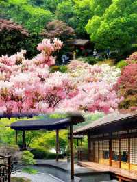 五一反向旅行｜闖入莫奈花園級花仙谷附保姆級攻略