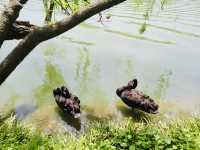 瘦西湖治癒兩日遊 | 煙花三月下揚州