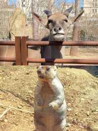 你以為只是看動物？大連森林動物園還能這樣玩？