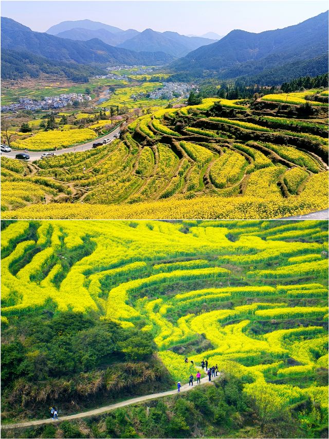 婺源旅行丨婺源四月賞油菜花攻略 真嘅值得
