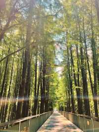 在43度高溫下，週末的青山湖顯得格外寧靜。