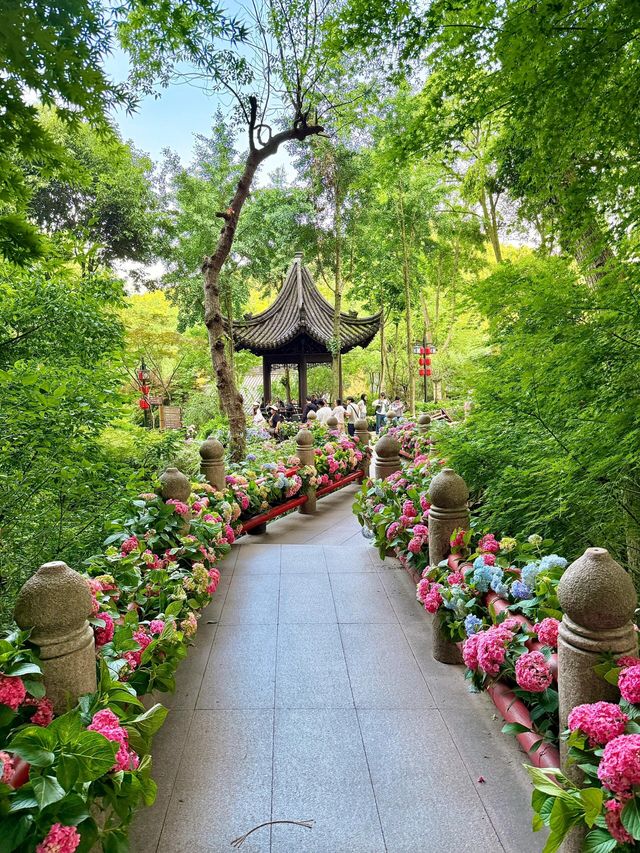 永福寺繡球 寺院花展 . -杭州永福寺嘅繡球花一般喺5月至6月盛開，今年永福寺嘅繡球花展從5月15
