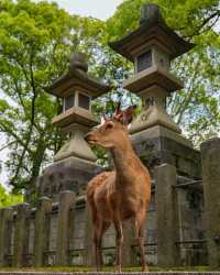 京都＆奈良＆宇治攻略，穿越關西3大名城。