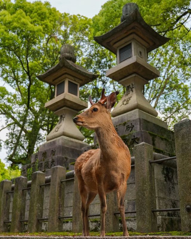 京都＆奈良＆宇治攻略，穿越關西3大名城。