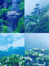 三清山6月杜鵑尾期攻略！抓住花海最後驚艷