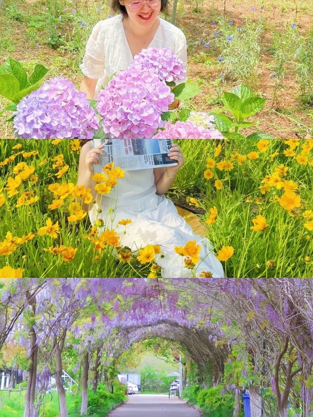 六月揚州｜繡球花海與松林氧吧嘅治癒之旅