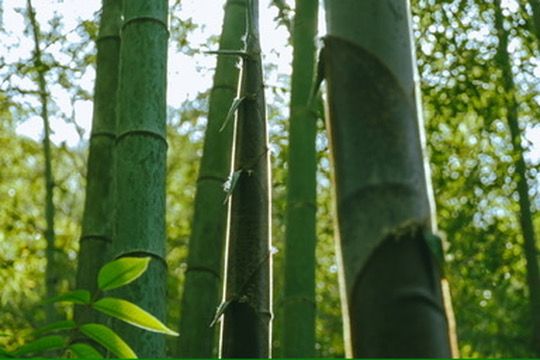 探秘長樂林場：穿越竹林秘境的自然奇遇