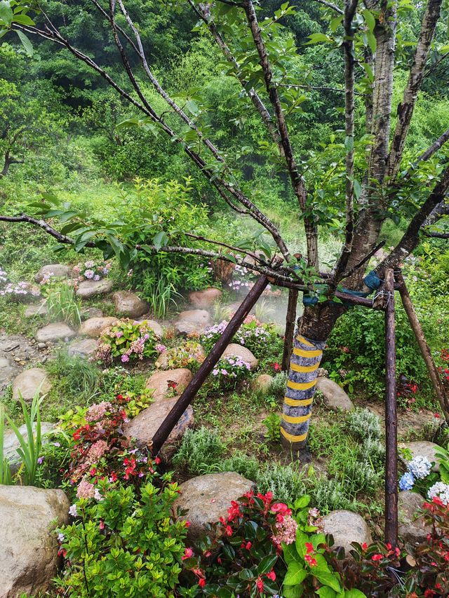 琵琶里霧森花海｜南北湖新晉仙境，每一步都係網紅大片！