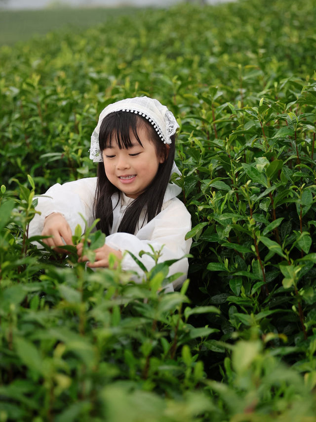 安吉JW萬豪 | 帶小朋友採茶，住進江南的詩意春天