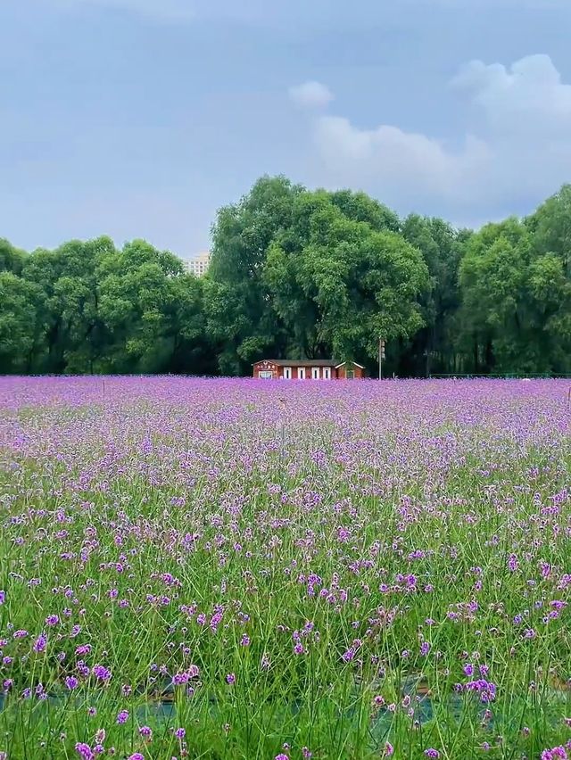 浪漫爆燈！蘭州劉家峽鬱金香公園嘅薰衣草花海