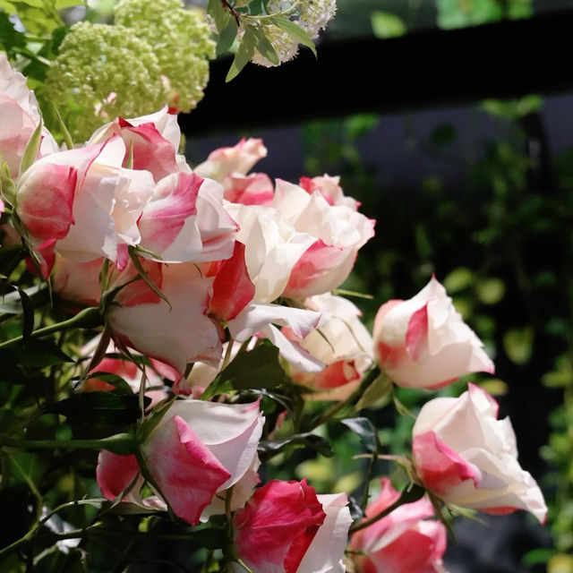 【東京必去！花園入面食Brunch真係會上癮！】