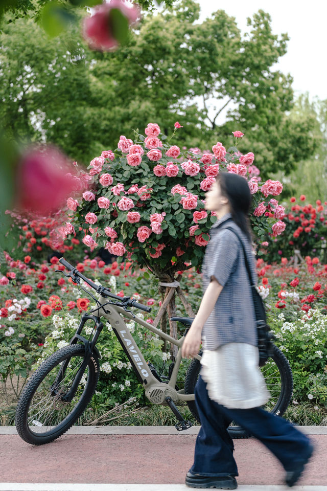 7公里躺騎天堂！20分鐘公園效應！