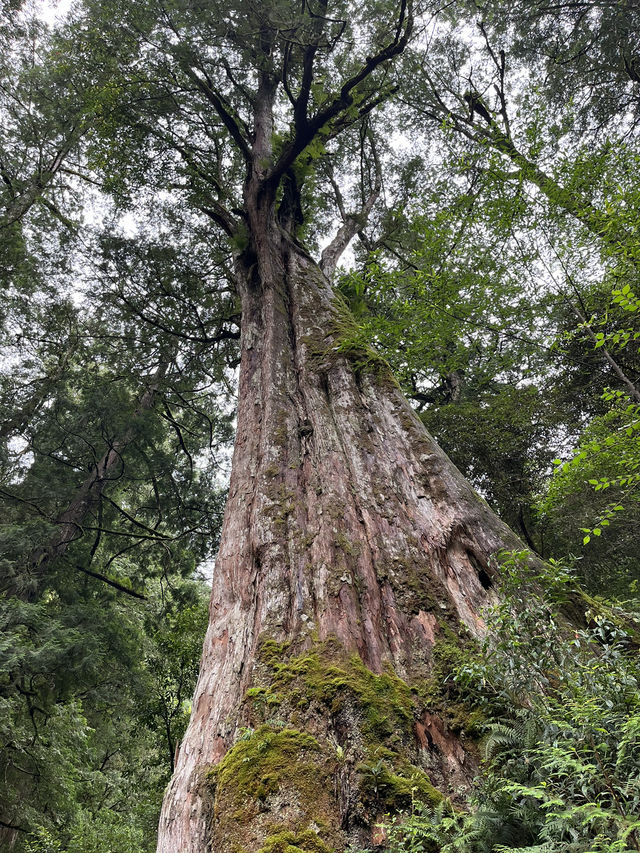 Reconnect with Nature in the misty forest🧚🏼🌿✨