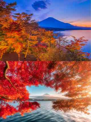 富士山写真作品 晩秋 冠雪した富士山と紅葉が美しい風景 2024/11/28 location 北杜市