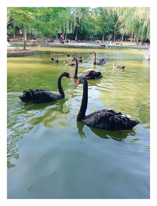 漯河神州鳥園秋季夜遊:暢遊鳥類王國，體驗夜間奇幻之旅！
