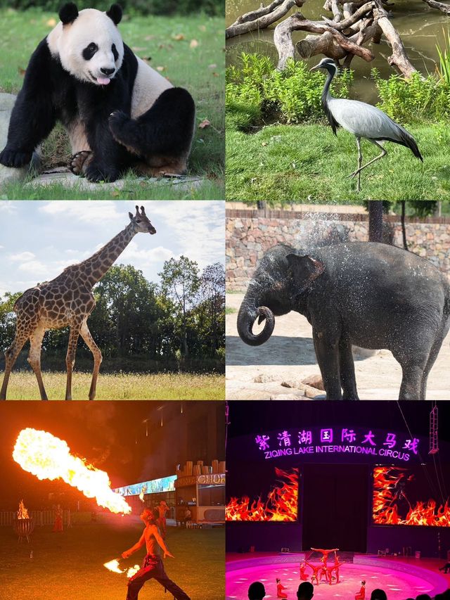 紫清湖野生動物世界 | 國慶遛娃好去處~ 紫清湖野生動物世界 | 國慶遛娃好去處~