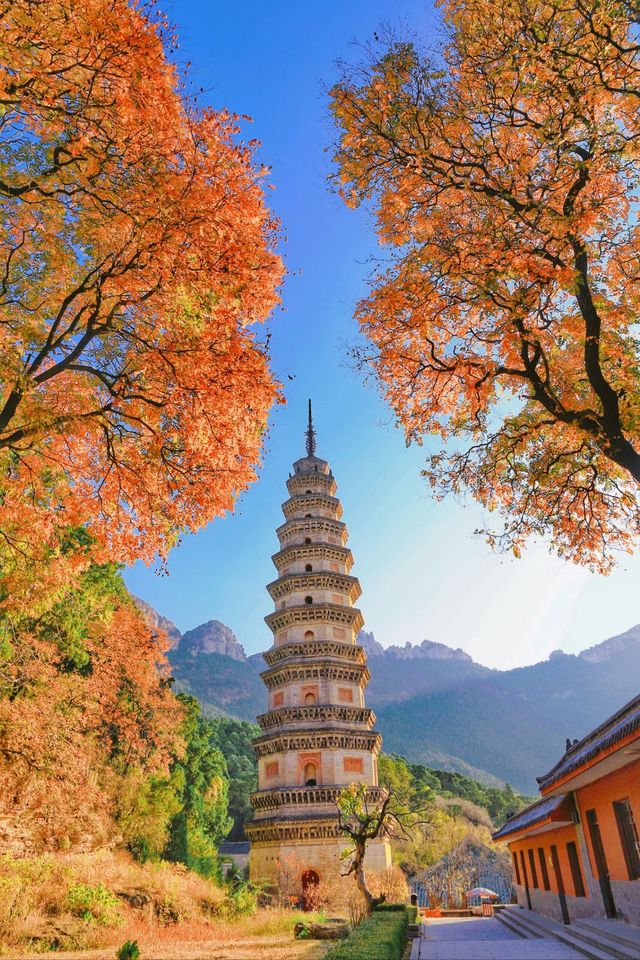 濟南大靈巖寺銀杏季震撼來襲！一片金黃美到窒息