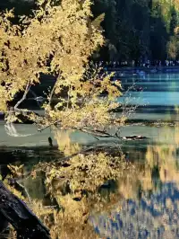 旅行攝影‖喀納斯三灣：金色的夢幻之境