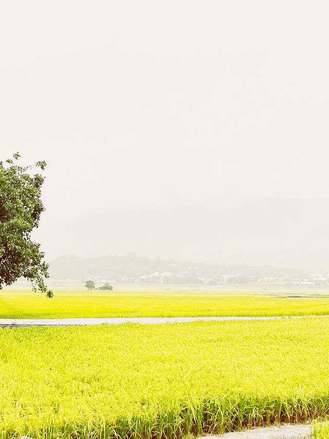 🌾 Brown Avenue: Where Golden Rice Fields Meet Infinite Skies! 🌤️
