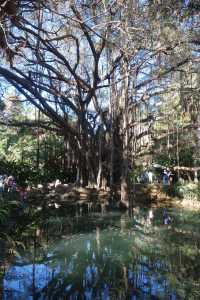 在阿爾及利亞植物園，我偷到了滿溢的幸福