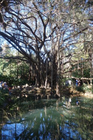 At the Algiers Botanical Garden, I stole overflowing happiness