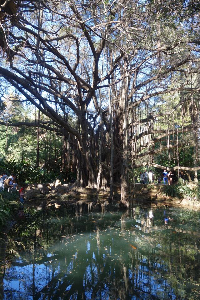 在阿爾及利亞植物園，我偷到了滿溢的幸福