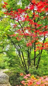 本溪老邊溝｜一腳踏進漫山紅透的童話世界