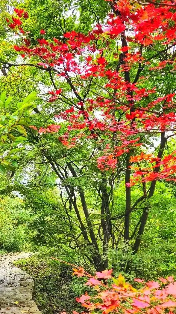 本溪老邊溝｜一腳踏進漫山紅透的童話世界