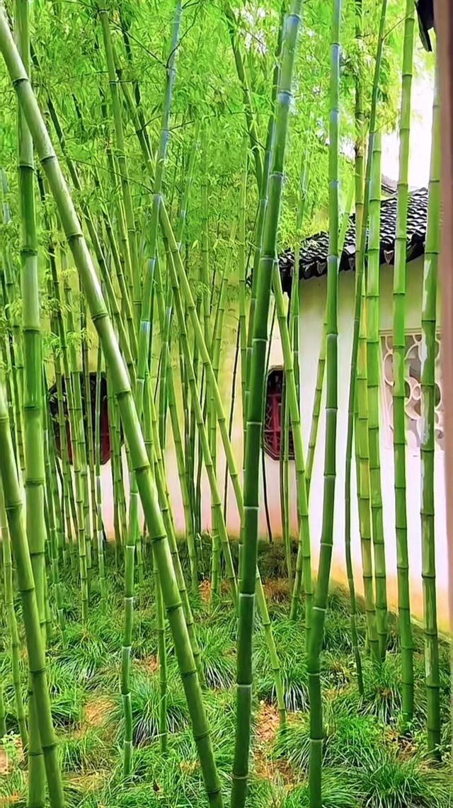 蘇州滄浪亭：藏在千年文脈裡的園林秘境