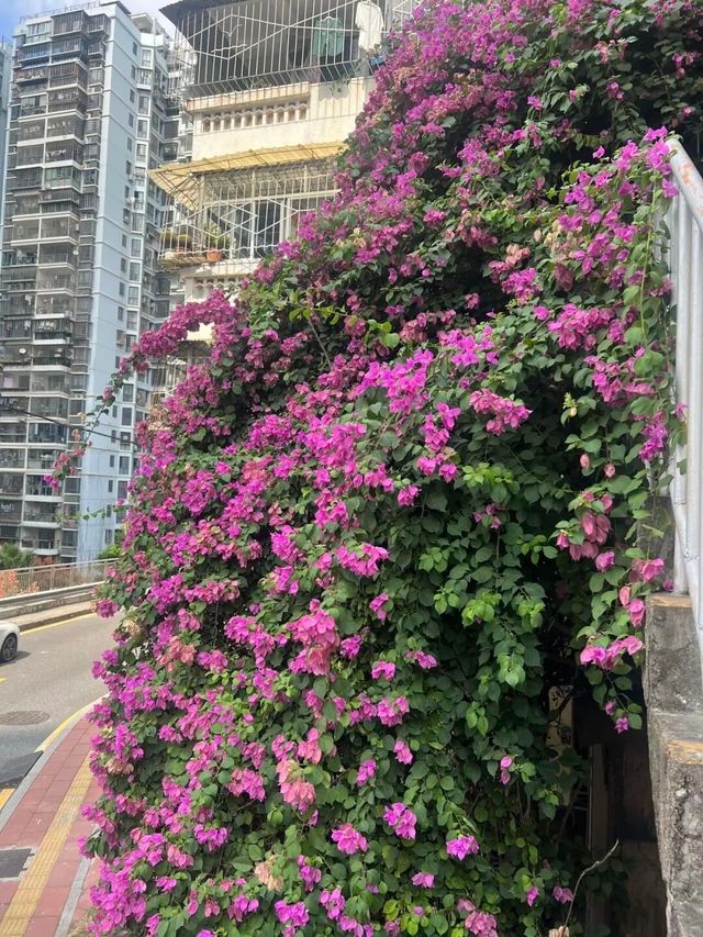 廈門打卡新地標！東渡金鼎巷三角梅瀑布，浪漫與詩意撞滿懷
