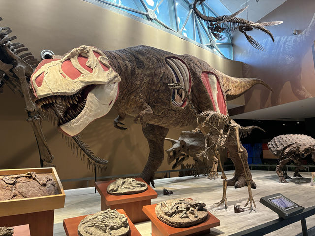 【上海自然博物館·萬物皆可見】超萌攻略來啦！