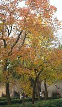 南京11月賞秋攻略：10個寶藏地直接衝，超出片！