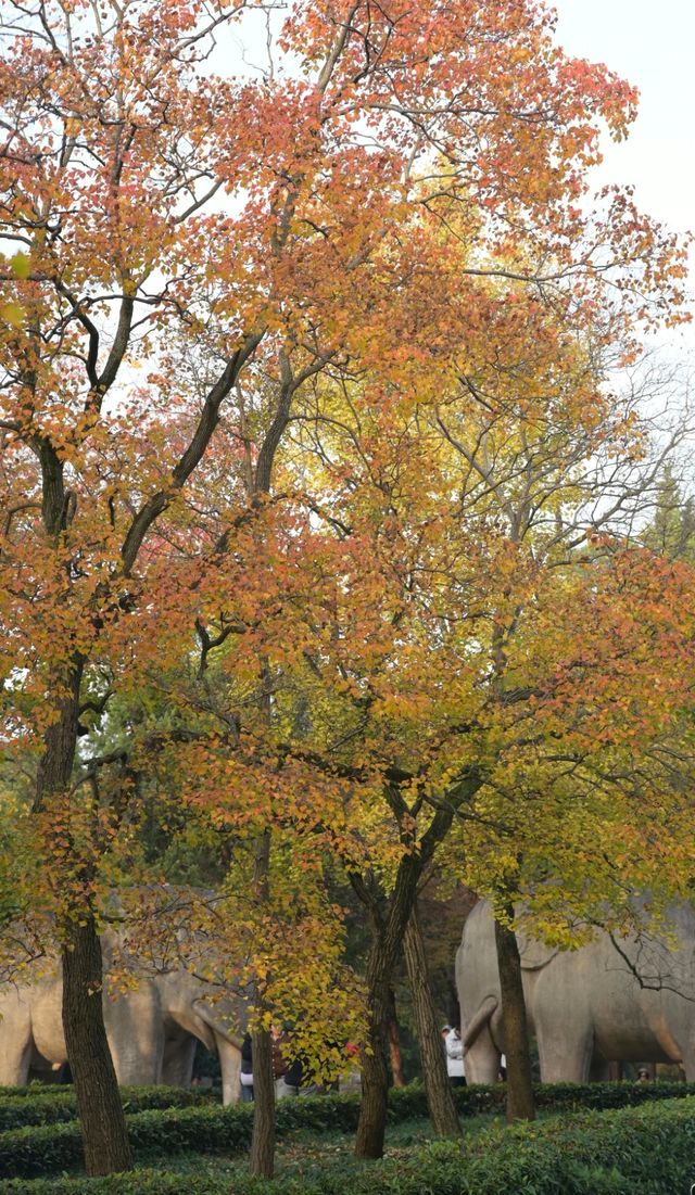 南京11月賞秋攻略：10個寶藏地直接衝，超出片！