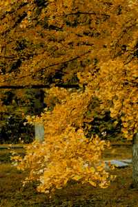 廣東銀杏天花板！韶關帽子峰旅遊景