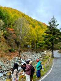 在神仙居住的地方彩林徒步撿菌子🟫 神木壘藏語裡意為「神仙玩耍的地方」 這裡海拔2300-4