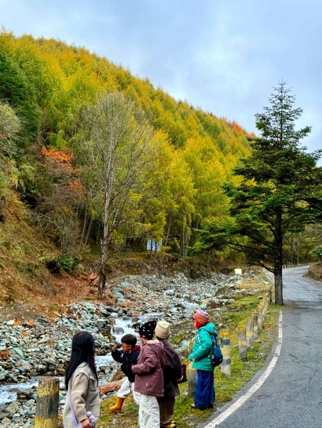 在神仙居住的地方彩林徒步撿菌子🟫 神木壘藏語裡意為「神仙玩耍的地方」 這裡海拔2300-4