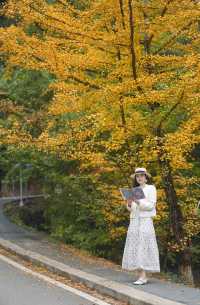 尖叫！韶關帽子峰金色童話世界已上線！！